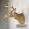 Whitetail Deer Taxidermy Shoulder Mount For Sale - Image 3