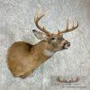 Whitetail Deer Taxidermy Shoulder Mount For Sale - Image 4