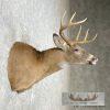 Whitetail Deer Taxidermy Shoulder Mount For Sale - Image 5