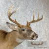 Whitetail Deer Taxidermy Shoulder Mount For Sale - Image 6
