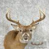 Whitetail Deer Taxidermy Shoulder Mount For Sale - Image 7