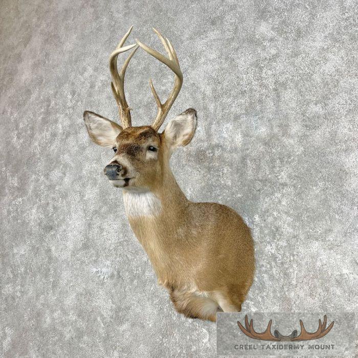 Whitetail Deer Shoulder Taxidermy Mount For Sale - Image 2