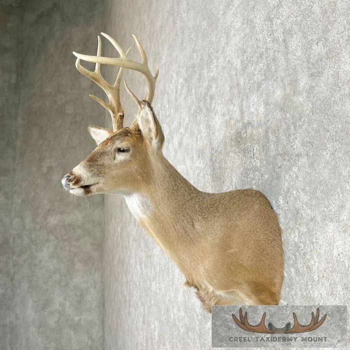 Whitetail Deer Shoulder Taxidermy Mount For Sale - Image 3