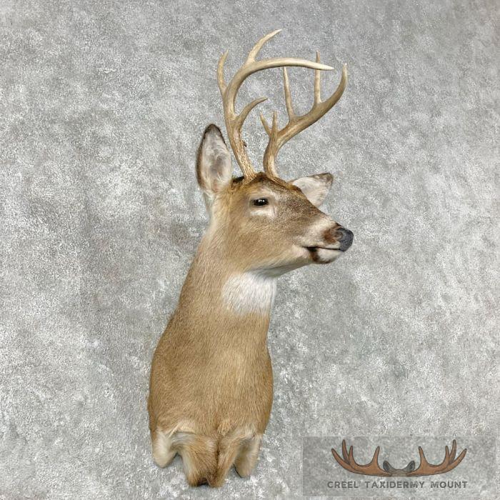 Whitetail Deer Shoulder Taxidermy Mount For Sale - Image 4