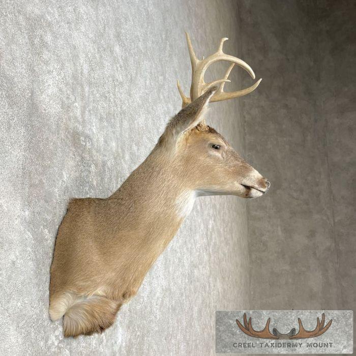 Whitetail Deer Shoulder Taxidermy Mount For Sale - Image 5