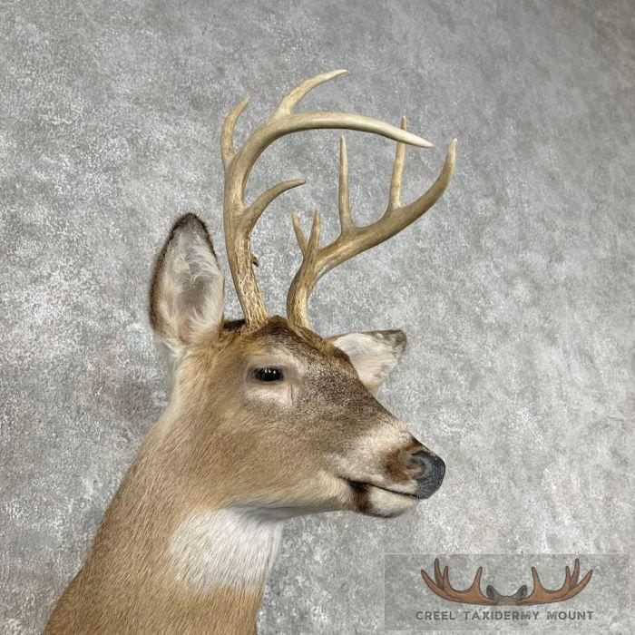 Whitetail Deer Shoulder Taxidermy Mount For Sale - Image 6