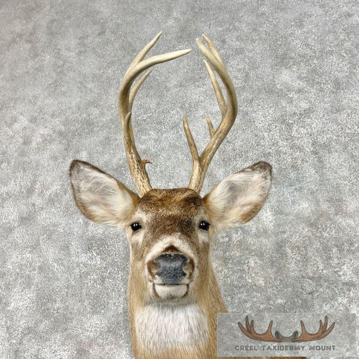 Whitetail Deer Shoulder Taxidermy Mount For Sale - Image 7