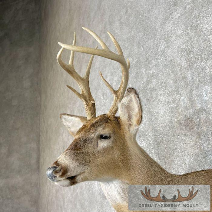 Whitetail Deer Shoulder Taxidermy Mount For Sale - Image 8