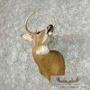 Whitetail Deer Taxidermy Shoulder Mount For Sale - Image 2