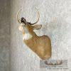 Whitetail Deer Taxidermy Shoulder Mount For Sale - Image 3