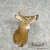 Whitetail Deer Taxidermy Shoulder Mount For Sale - Image 4
