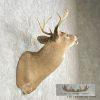 Whitetail Deer Taxidermy Shoulder Mount For Sale - Image 5