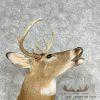 Whitetail Deer Taxidermy Shoulder Mount For Sale - Image 6