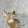 Whitetail Deer Taxidermy Shoulder Mount For Sale - Image 7