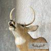 Whitetail Deer Taxidermy Shoulder Mount For Sale - Image 8