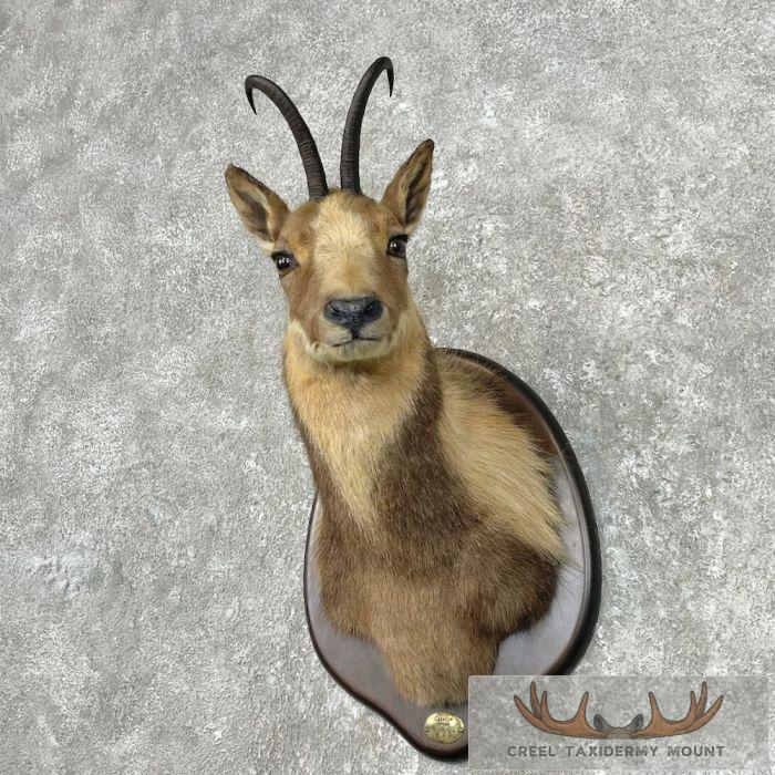 South Pacific Chamois Taxidermy Shoulder Mount For Sale - Image 2
