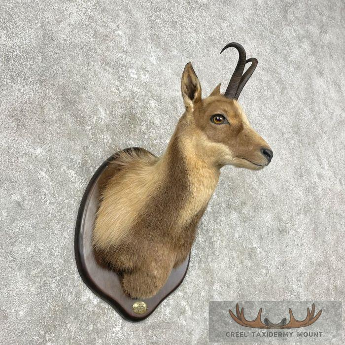 South Pacific Chamois Taxidermy Shoulder Mount For Sale - Image 4