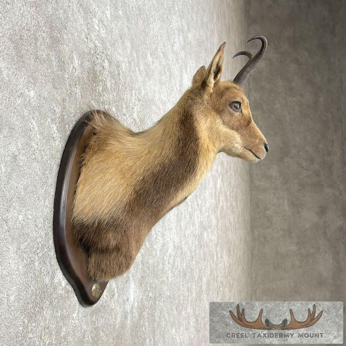South Pacific Chamois Taxidermy Shoulder Mount For Sale - Image 5