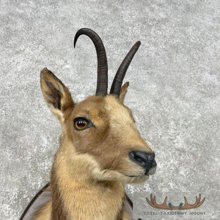 South Pacific Chamois Taxidermy Shoulder Mount For Sale - Image 6