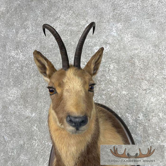 South Pacific Chamois Taxidermy Shoulder Mount For Sale - Image 7