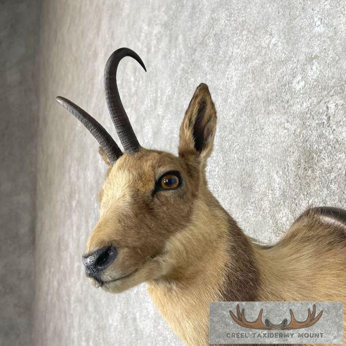 South Pacific Chamois Taxidermy Shoulder Mount For Sale - Image 8