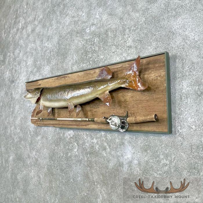 Muskellunge Taxidermy Fish Mount For Sale - Image 2