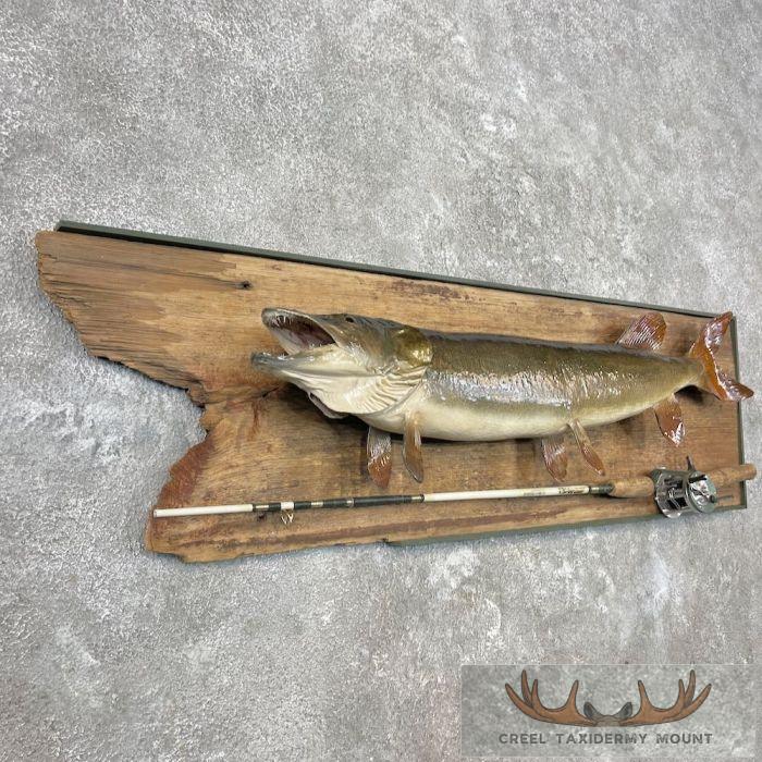 Muskellunge Taxidermy Fish Mount For Sale - Image 3