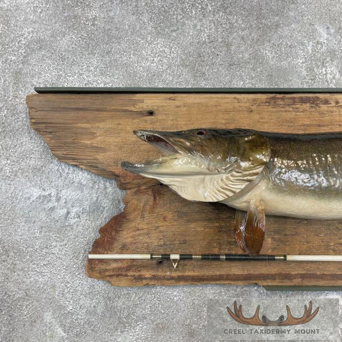 Muskellunge Taxidermy Fish Mount For Sale - Image 4