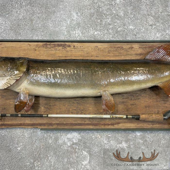 Muskellunge Taxidermy Fish Mount For Sale - Image 5