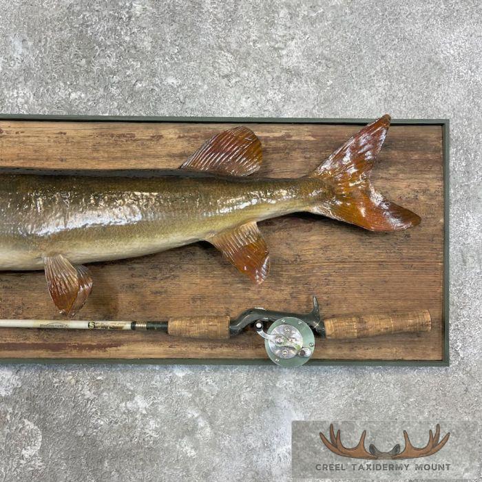 Muskellunge Taxidermy Fish Mount For Sale - Image 6