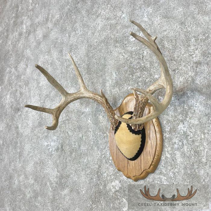 Whitetail Deer Antler Plaque Taxidermy Mount For Sale - Image 2