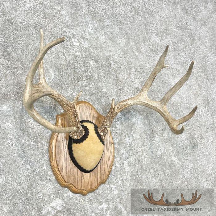 Whitetail Deer Antler Plaque Taxidermy Mount For Sale - Image 3