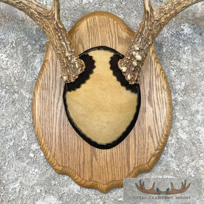 Whitetail Deer Antler Plaque Taxidermy Mount For Sale - Image 4