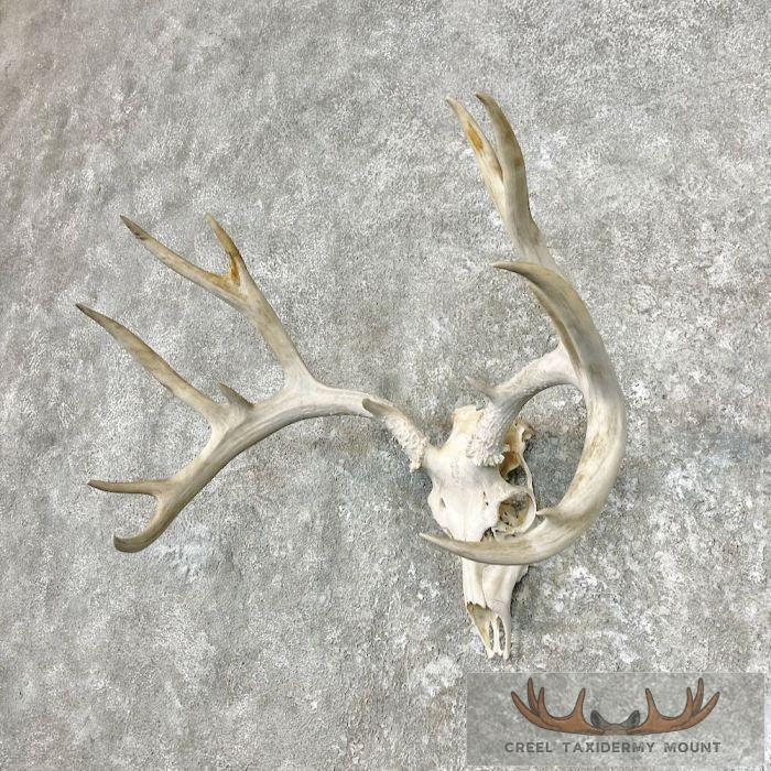 Mule Deer Skull Antler European Mount For Sale - Image 2