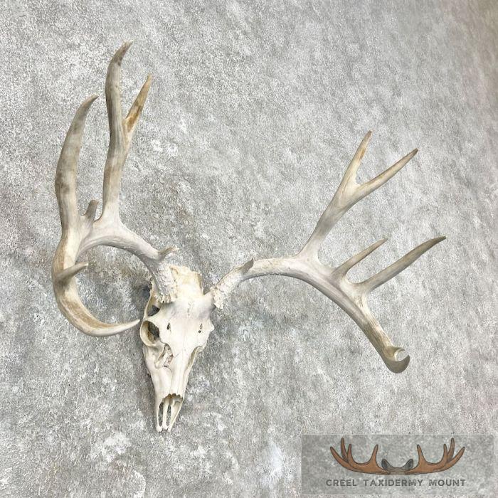 Mule Deer Skull Antler European Mount For Sale - Image 3