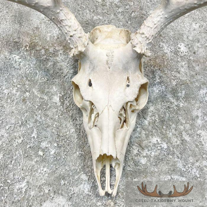 Mule Deer Skull Antler European Mount For Sale - Image 4