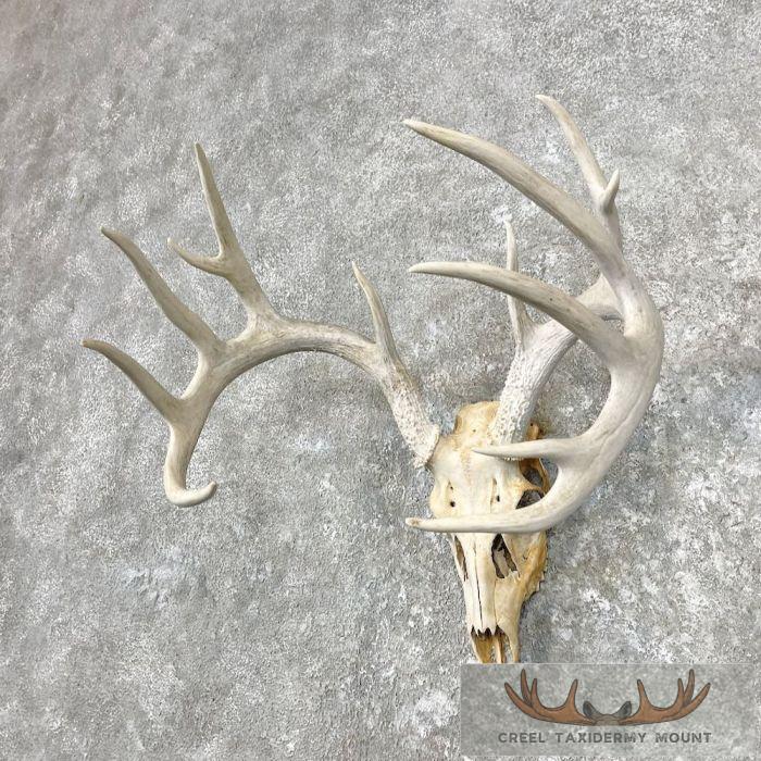 Whitetail Deer Skull European Taxidermy Mount For Sale - Image 2