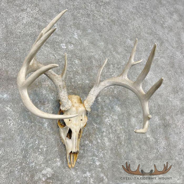 Whitetail Deer Skull European Taxidermy Mount For Sale - Image 3
