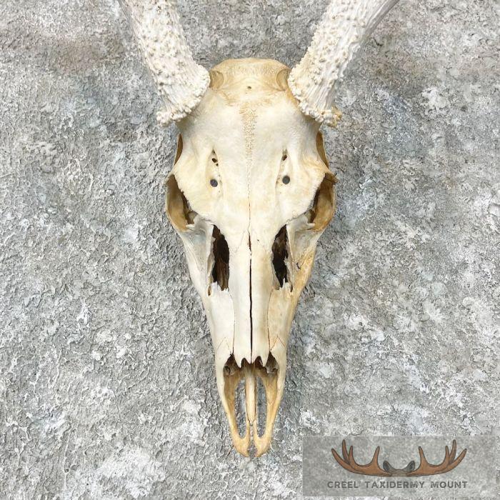 Whitetail Deer Skull European Taxidermy Mount For Sale - Image 4