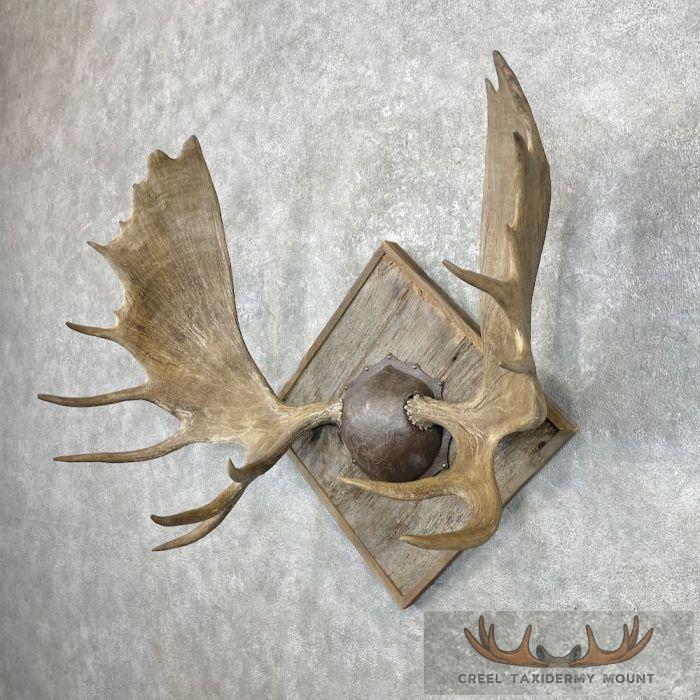 Canadian Moose Antler Taxidermy Plaque For Sale - Image 2
