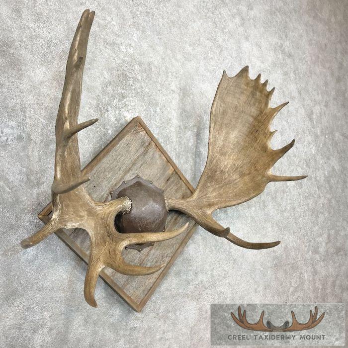 Canadian Moose Antler Taxidermy Plaque For Sale - Image 3