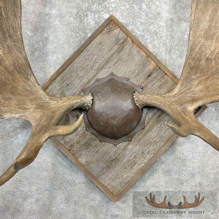Canadian Moose Antler Taxidermy Plaque For Sale - Image 4