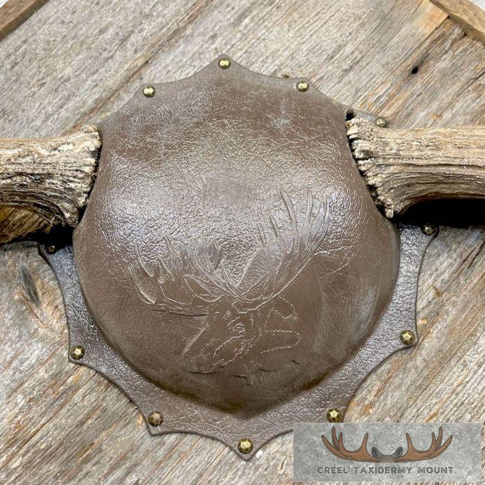 Canadian Moose Antler Taxidermy Plaque For Sale - Image 5