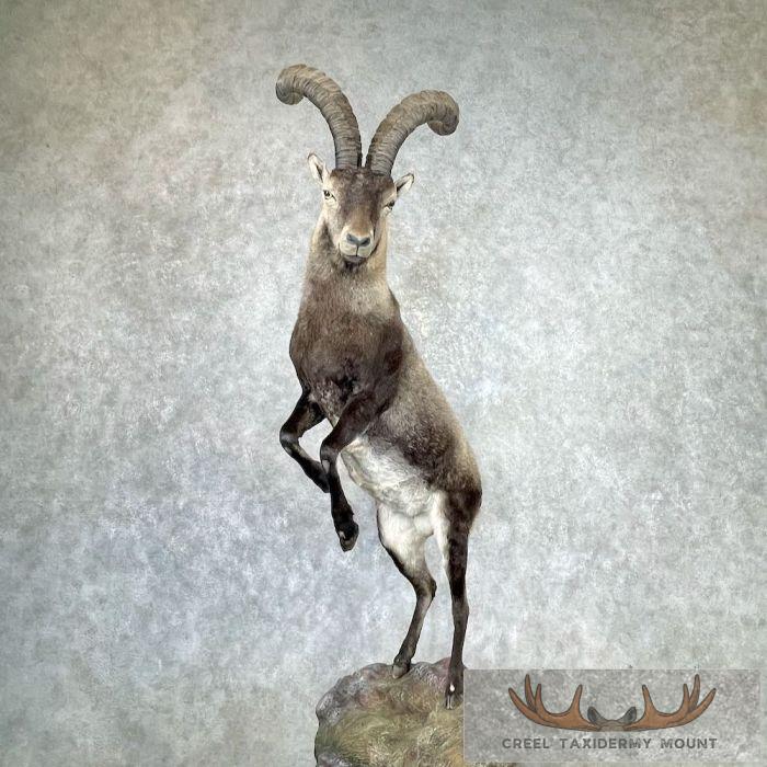 Spanish Ibex Life-Size Taxidermy Mount For Sale - Image 10