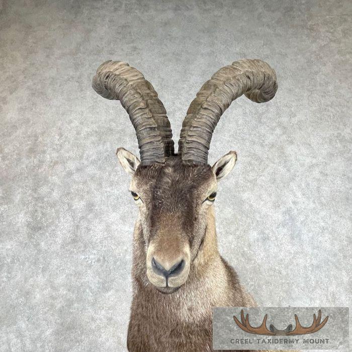 Spanish Ibex Life-Size Taxidermy Mount For Sale - Image 2