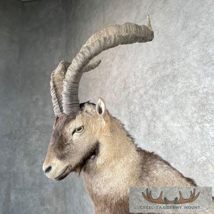Spanish Ibex Life-Size Taxidermy Mount For Sale - Image 3