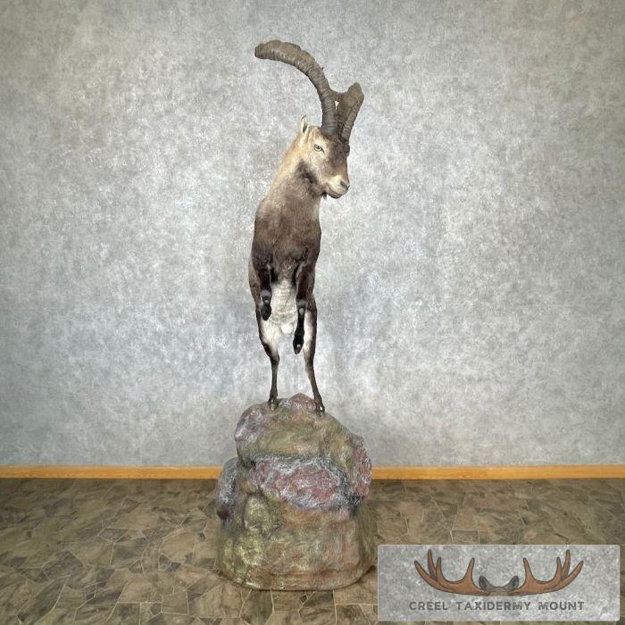 Spanish Ibex Life-Size Taxidermy Mount For Sale - Image 4