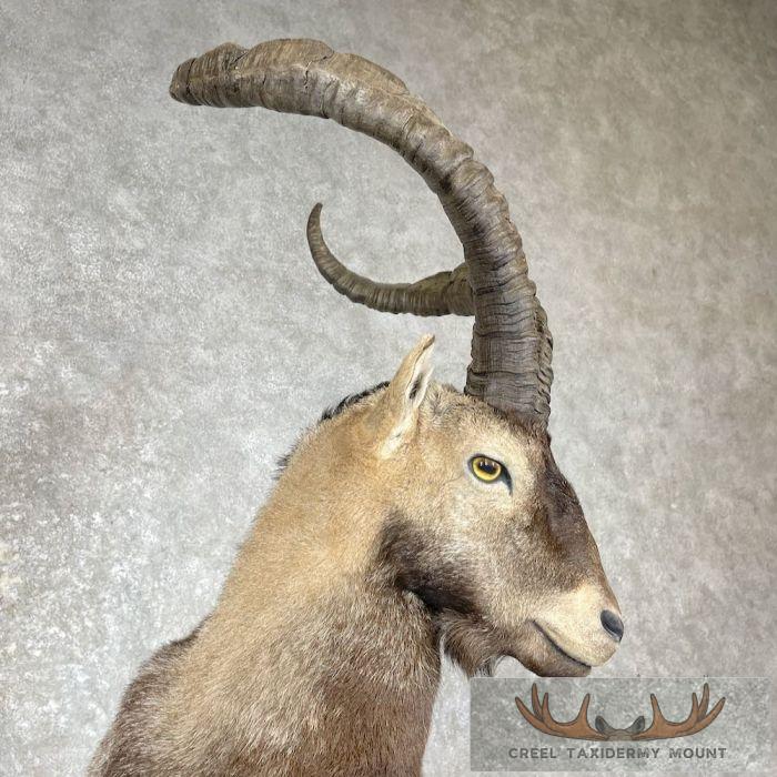 Spanish Ibex Life-Size Taxidermy Mount For Sale - Image 5