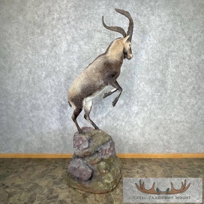 Spanish Ibex Life-Size Taxidermy Mount For Sale - Image 6