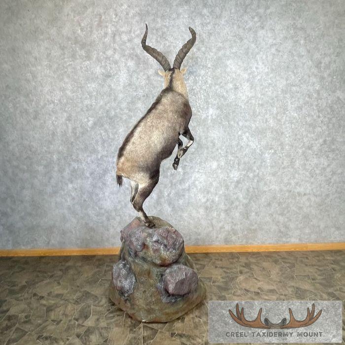 Spanish Ibex Life-Size Taxidermy Mount For Sale - Image 7